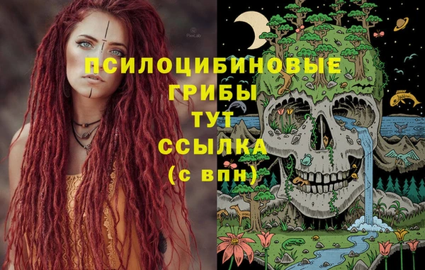 прущие грибы Хадыженск